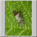 Cixius sp - Glasfluegelzikade 01a.jpg